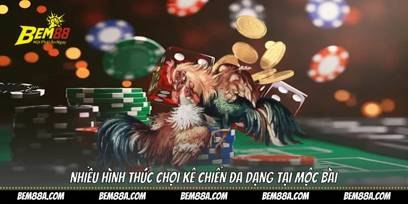 Nhiều hình thức chọi kê chiến đa dạng tại Mộc Bài